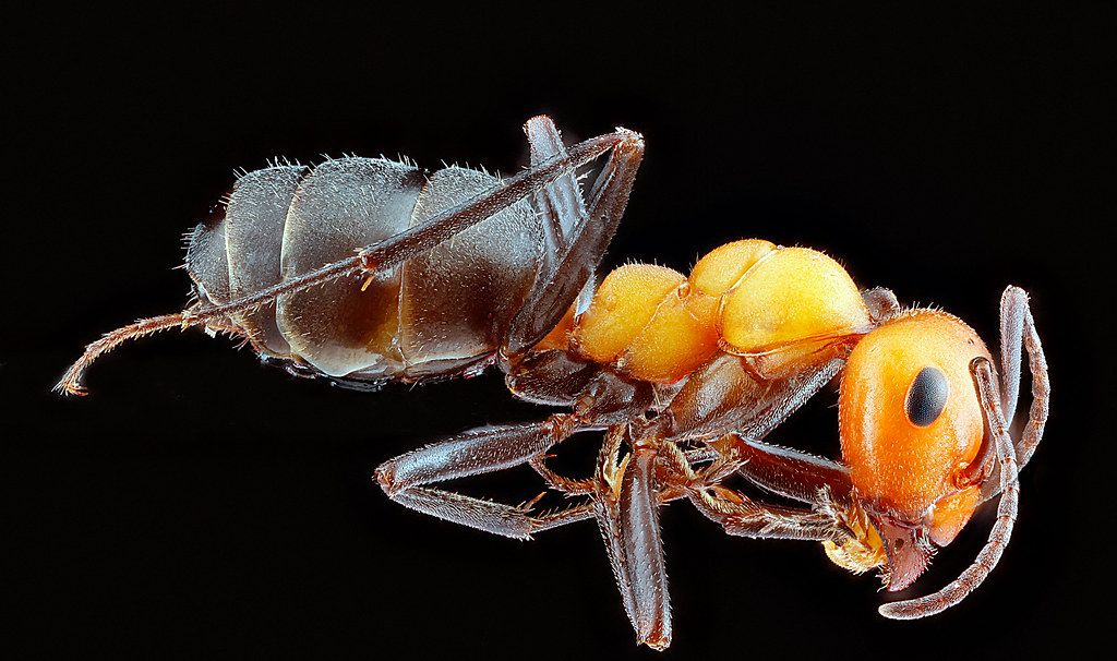 Ant Control service in Battle Creek, MI