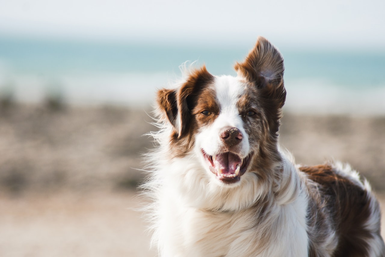 Flea & Tick Control service in Battle Creek, MI