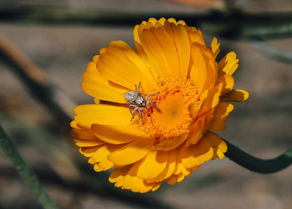 Spider Control service in Battle Creek, MI
